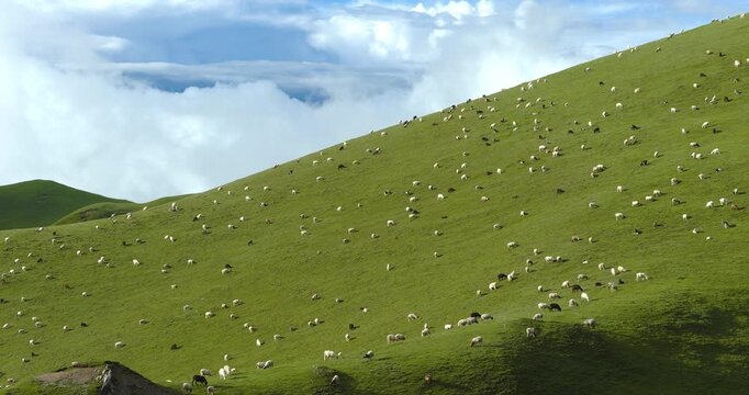 Badimalika region, Bajura, Nepal, aerial shot over a massive flock of sheep grazing along a steep, lush green alpine hill slope in Triveni Patan grassland against a bright blue sky with white clouds