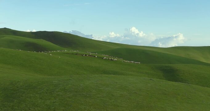 Badimalika region, Bajura, Nepal, Aerial view of serene, rolling green alpine hills in Triveni Patan grassland, of a distant flock of sheep grazing under clear blue skies with fluffy white clouds
