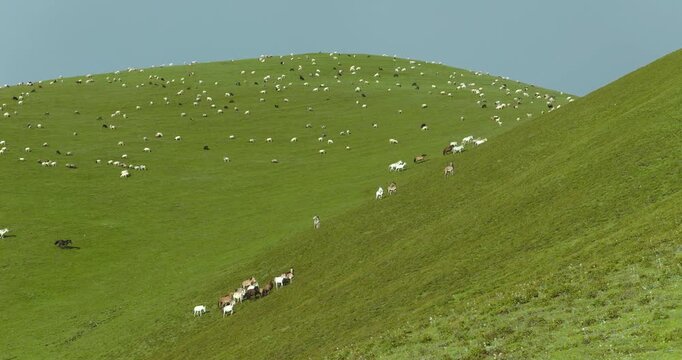 Badimalika region, Bajura, Nepal, drone shot of horses grazing and moving along a lush grassy slope in Triveni Patan grassland, with a massive flock of sheep scattered across the rolling hilltop