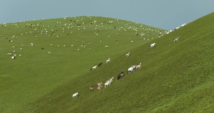 Badimalika region, Bajura, Nepal, aerial shot of horses trotting along a lush green alpine hillside in Triveni Patan grassland, with a large sheep flock spread across the rolling hill behind.