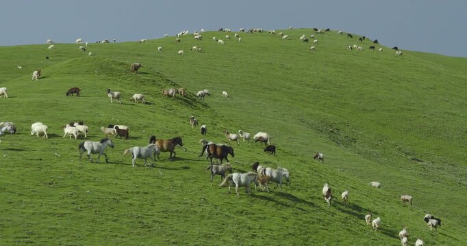 Badimalika region, Bajura, Nepal, aerial view of horses and a sheep flock grazing and moving across vibrant green alpine pasture slopes in Triveni Patan grassland under open sky.