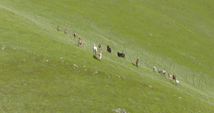 Badimalika region, Bajura, Nepal, drone shot of a line of horses galloping along a trail across vibrant green pasture slopes in Triveni Patan grassland under open sky