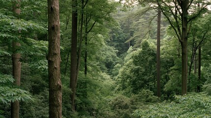 Fototapeta premium Dense Forest with Tall Trees and Lush Foliage