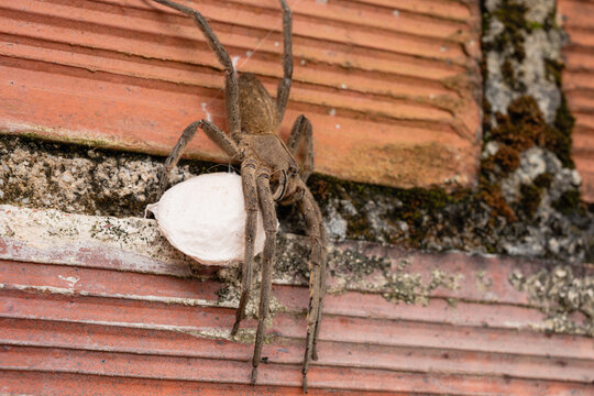 Large brown spider carrying an egg sac on a rustic brick wall, displaying maternal instinct and protecting its offspring in a natural habitat