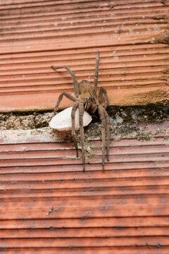Large hairy spider carrying its white egg sac on a textured orange brick wall, displaying maternal instinct and presenting a potential danger or arachnophobia concept