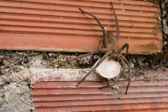 Large huntsman spider carrying her precious egg sac on a weathered brick wall, protecting future offspring with maternal instinct in nature's ecosystem
