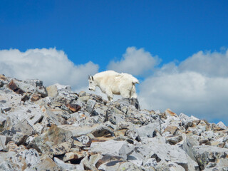 Mountain Goat Inspects Rocks While Ascending Quandary Peak © Freelance Kansas