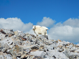 Mountain Goat Pausing While Ascending Quandary Peak © Freelance Kansas