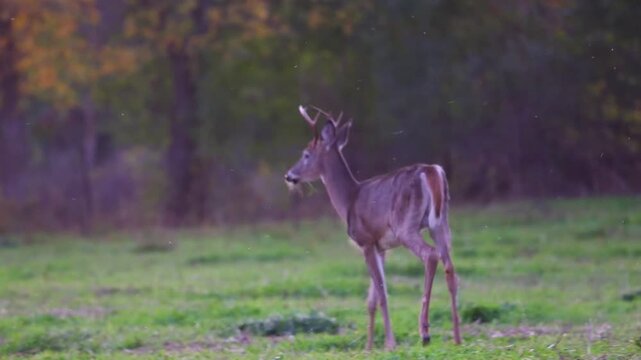 White-tailed deer buck limps away along autumn woodland edge