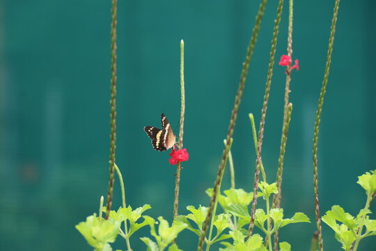 Mariposa polinizadora