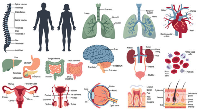 Medical human body anatomy organs systems and body parts flat vector set.