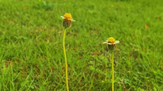 Close up of wild coatbuttons flower (Tridax procumbens) growing on green lawn outdoors.