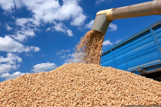 Grain being unloaded from a chute into a large pile