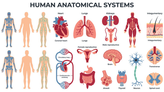 Human anatomical systems educational diagram with major organs and systems.