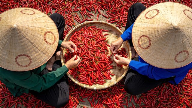 Workers wearing traditional conical hats sorting fresh red chili peppers in a woven basket.