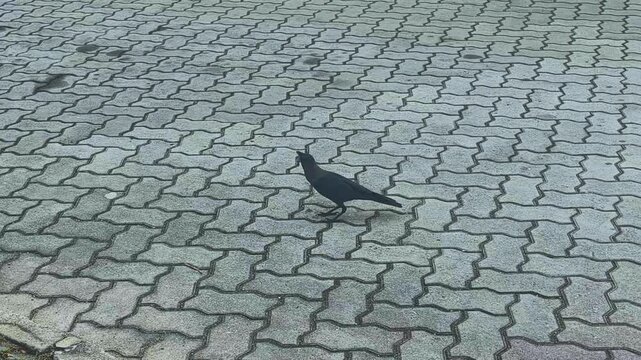 Black crow foraging for food on paved ground outdoors