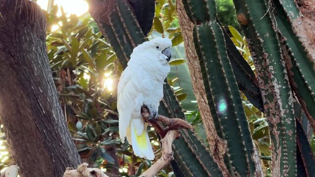 A white umbrella cockatoo perches calmly on a branch in warm sunlight inside a lush tropical conservatory in Vancouver, a serene exotic parrot among cactus and greenery.