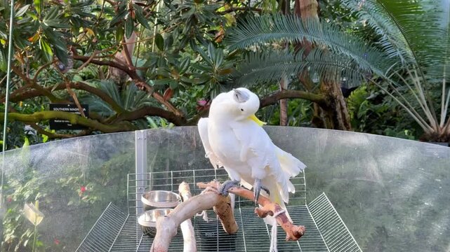 A sulphur-crested cockatoo dances and bobs its head on a branch in a lush tropical conservatory in Vancouver, a playful white parrot with its yellow crest in an indoor garden.