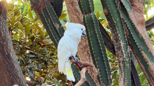 A white umbrella cockatoo perches on a wooden branch stand in a lush tropical conservatory in Vancouver, a beautiful exotic parrot in an indoor rainforest garden.