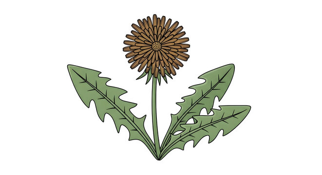 Hand drawn dandelion illustration featuring a stylized brown flower head and green leaves isolated on a white transparent background