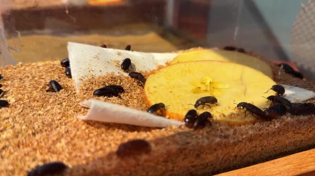 Darkling beetles feed on a slice of apple in a terrarium with wood shavings, a colony of black beetles in an insectarium enclosure at a hands-on museum exhibit.