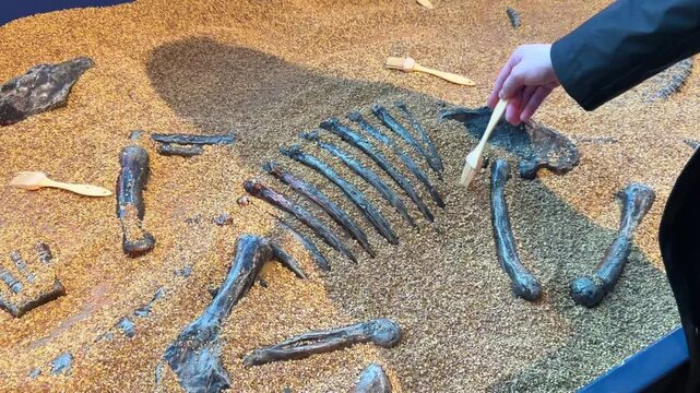 A hand brushes sand off a replica dinosaur skeleton at an interactive fossil dig exhibit, uncovering bones and ribs in a hands-on paleontology museum activity.