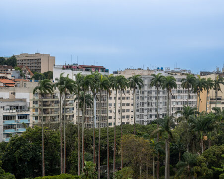City landscape with palm trees in Rio de Janeiro