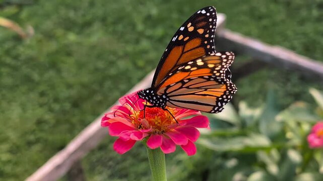 Monarch Butterfly feeds on zinnias in Winnebago County Illinois