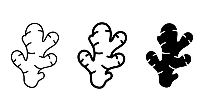 Ginger Root Icons Set, Fresh Spice Vector Graphics, Culinary Ingredient Illustrations
