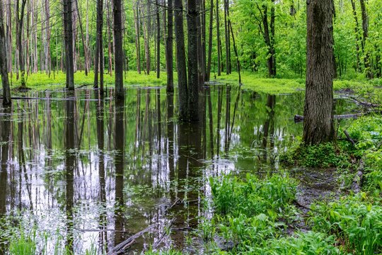 Flooded forest with reflections in water