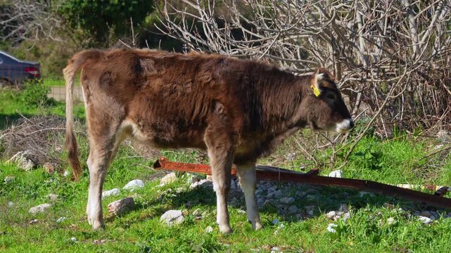 A brown calf with a yellow tag stands on a grassy hillside beside bare branches and scattered stones, slowly turning its head while a car is parked behind.