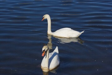 Swans © SETH