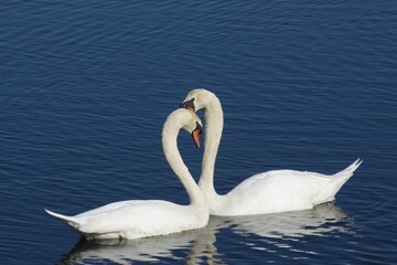 Swans © SETH