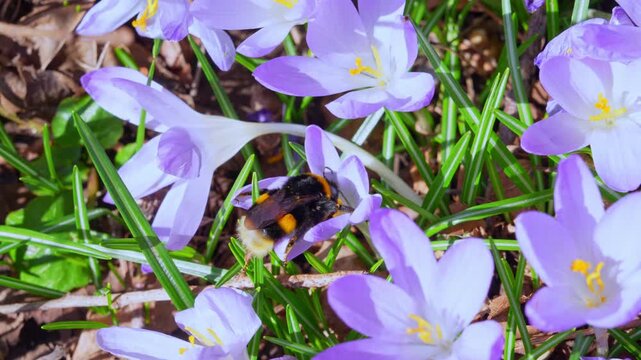 A fuzzy bumblebee with an orange striped back crawls across blooming purple crocuses, collecting nectar and pollen among green grass blades on a sunny spring meadow floor.