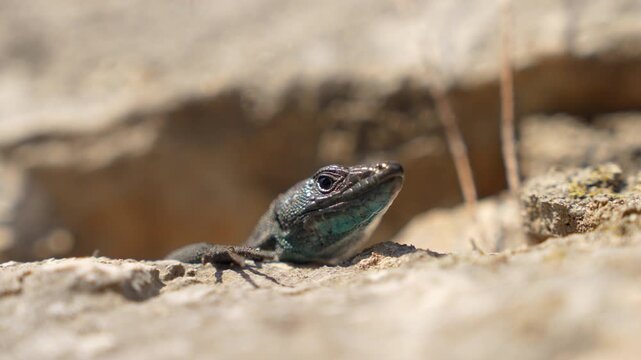A teal and dark green lizard rests on a rough stone ledge, lifting its head slightly and staying alert in a dry rocky habitat, a natural wildlife scene with soft focus background.