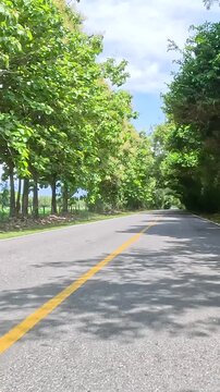 Tree Lined Road under a Dense Green Canopy Seen from a Moving Car. Vehicle POV. Vertical Video.