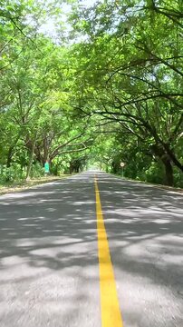 Tree Lined Road under a Dense Green Canopy Seen from a Moving Car. Vehicle POV. Vertical Video.