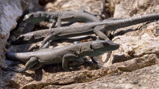 Several small grey green wall lizards rest and shift position on sun warmed limestone, one in the foreground lifting its head alertly, a scene of reptile thermoregulation and territory sharing.