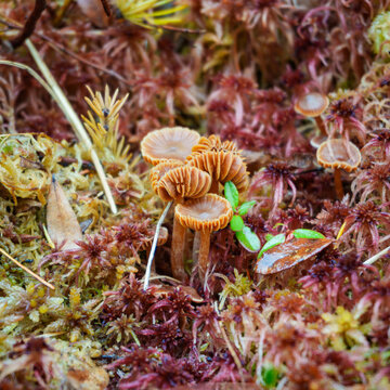 Tiny orange-brown mushrooms with visible gills growing among red sphagnum moss at Mer Bleue Bog, Ottawa. Ontario, Canada