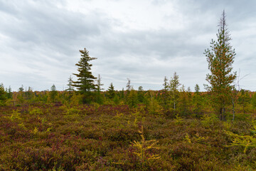 Open bog landscape with autumn vegetation and scattered conifers beneath a cloudy sky at Mer Bleue Bog in Ottawa, Ontario, Canada. © Spencer Pavia