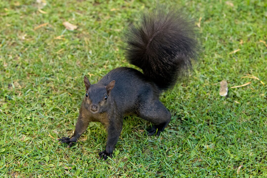 Black Squirrel