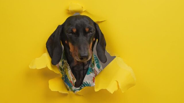 A black and tan dachshund dog in a floral tropical shirt pushes its head through a hole in bright yellow paper in a studio, a concept of booking a summer getaway with pets.