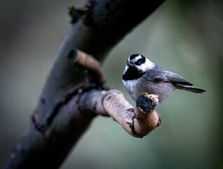 Mountain chickadee up close in Big Morongo low desert © Khaleel