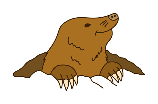 Brown Mole Peeking Out Of Dirt Mound Looking Upward