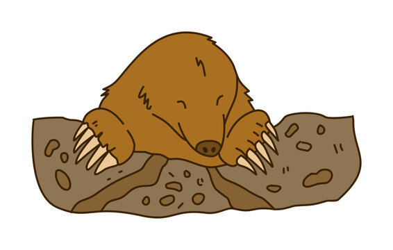 Brown Mole Digging Through Soil Using Powerful Front Claws