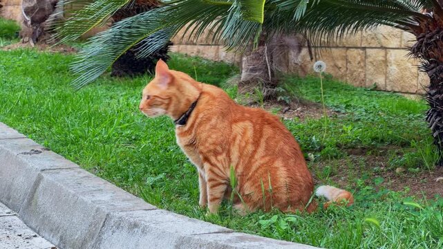 A ginger tabby cat with a dark collar sits on a grassy lawn by a stone curb, turning its head to watch its surroundings beneath palm fronds, a concept of stray animal care and adoption.