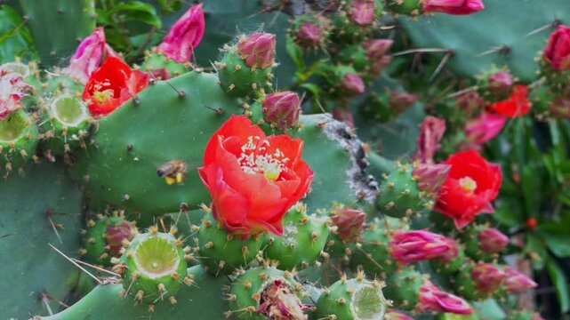 A bee lands on a bright red cactus bloom, collects pollen, then flies off across the green pads covered in spines, with pink buds and fruit around it in a garden.