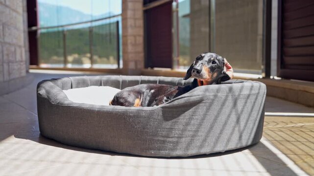 A black and tan dachshund dog lies in a grey cushioned bed on a sunny terrace, then lifts its head and licks its lips, with a mountain view beyond the glass railing, a concept of pet comfort.