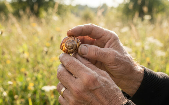 Elderly man holding a snail shell in his hands in a sunny meadow, closeup view representing nature connection and wildlife observation