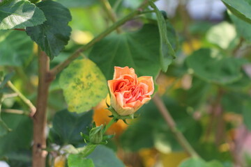 Hibiscus Flower © Utari